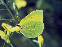 Citron de Provence ssp palmae